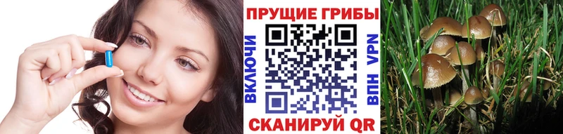 закладки  Курганинск  Галлюциногенные грибы Cubensis 