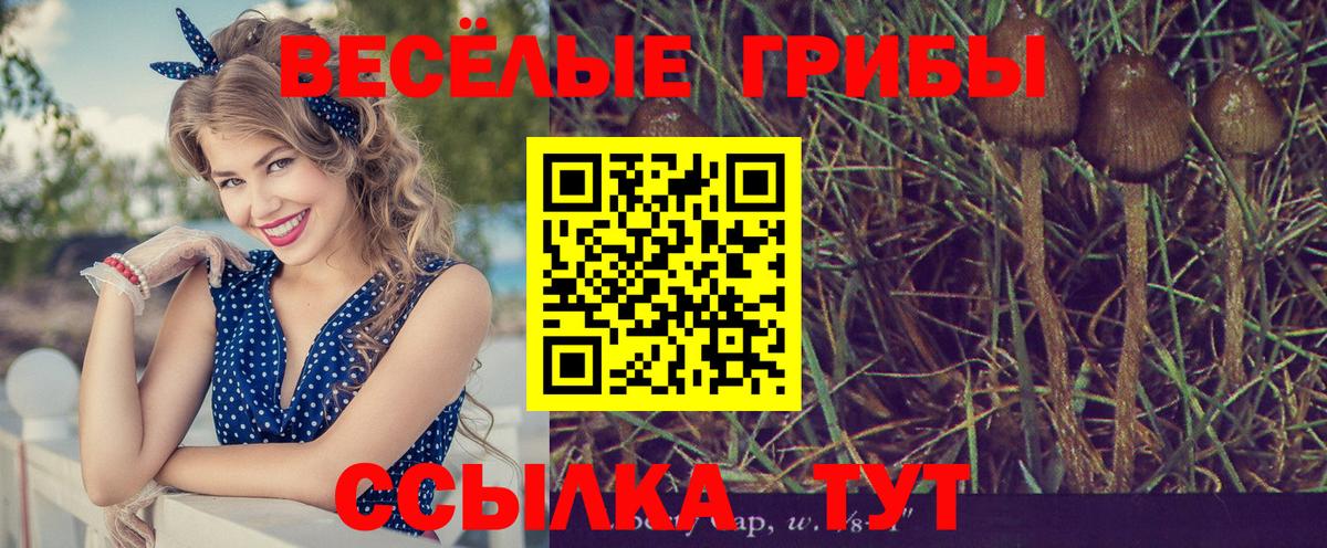 даркнет сайт  Галлюциногенные грибы Psilocybe  Вход с VPN  Курганинск 
